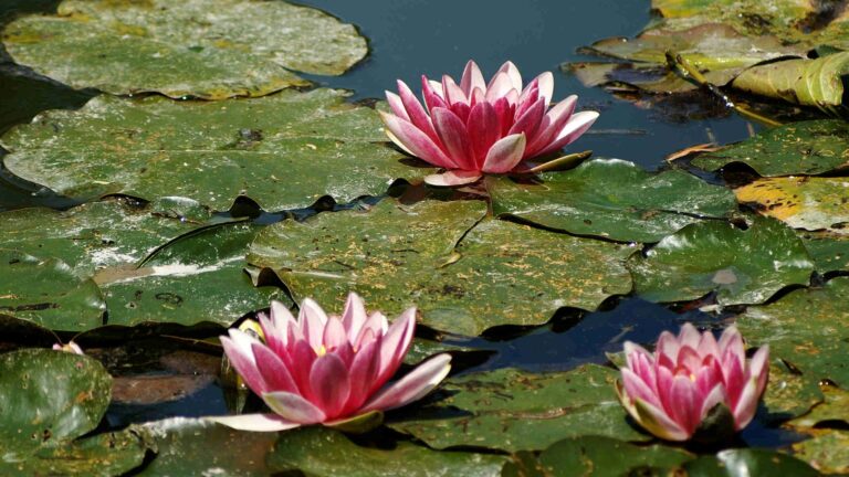water-lilies-361630_1920